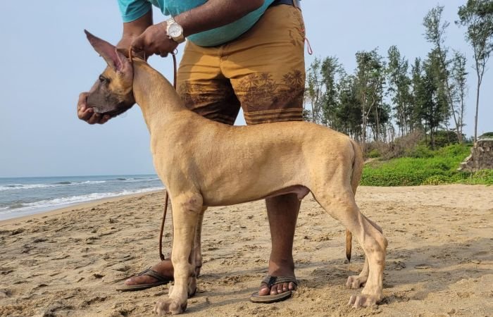 DogsIndia.com - Great Dane - Anandkumar - Ellesmera