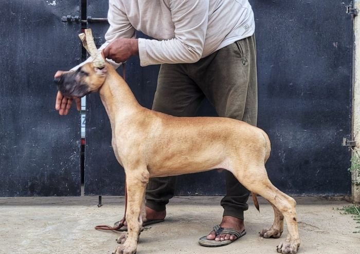 DogsIndia.com - Great Dane - Anandkumar - Ellesmera