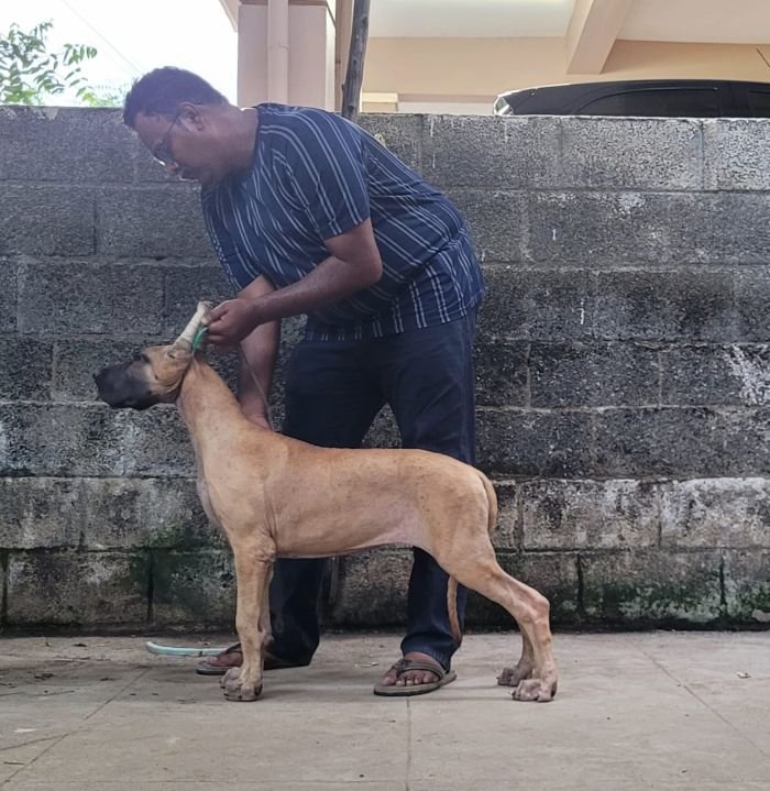 DogsIndia.com - Great Dane - Anandkumar - Ellesmera