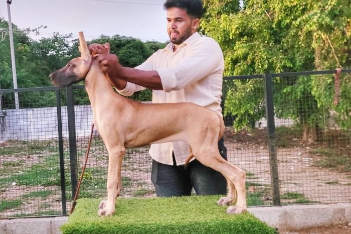 DogsIndia.com - Great Dane - Anandkumar - Ellesmera