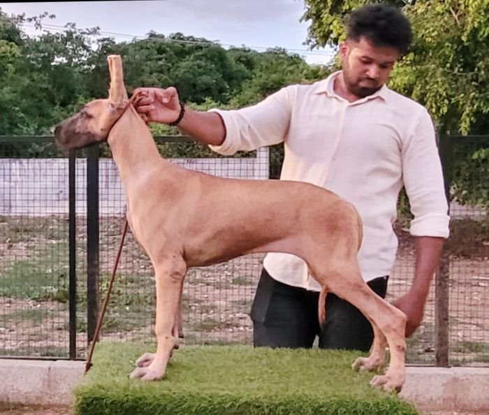 DogsIndia.com - Great Dane - Anandkumar - Ellesmera