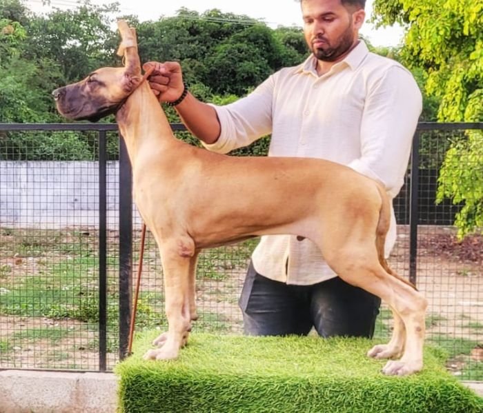 DogsIndia.com - Great Dane - Anandkumar - Ellesmera