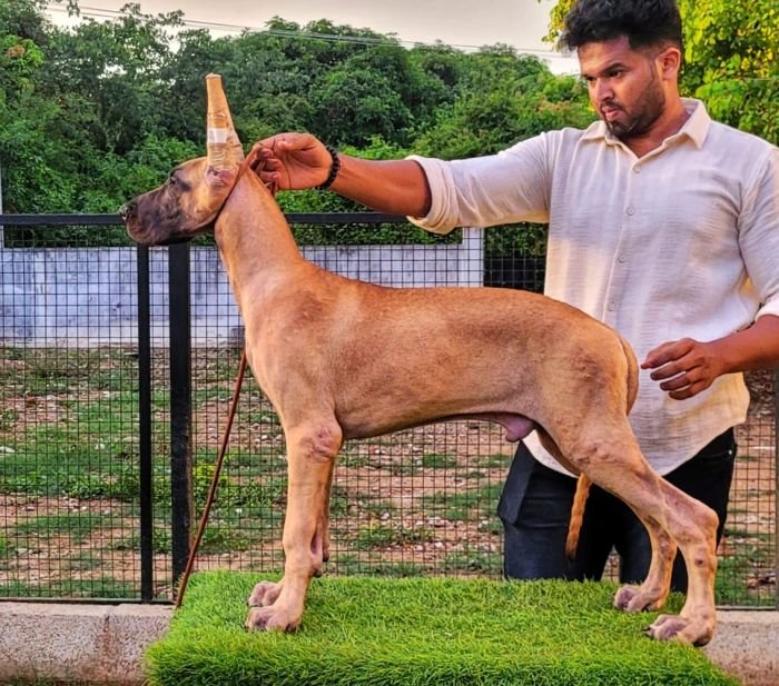 DogsIndia.com - Great Dane - Anandkumar - Ellesmera