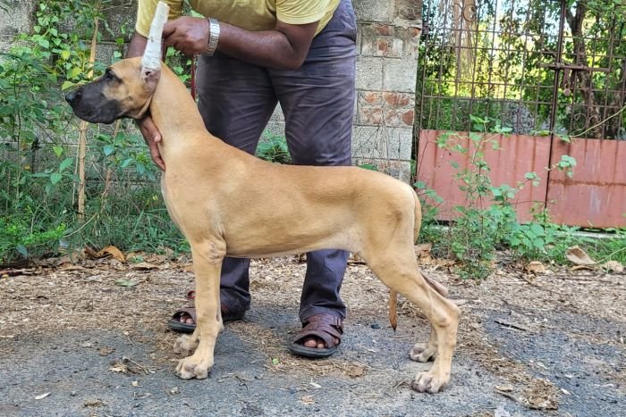 DogsIndia.com - Great Dane - Anandkumar - Ellesmera