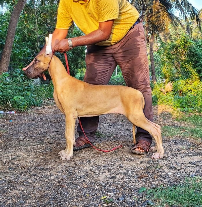 DogsIndia.com - Great Dane - Anandkumar - Ellesmera
