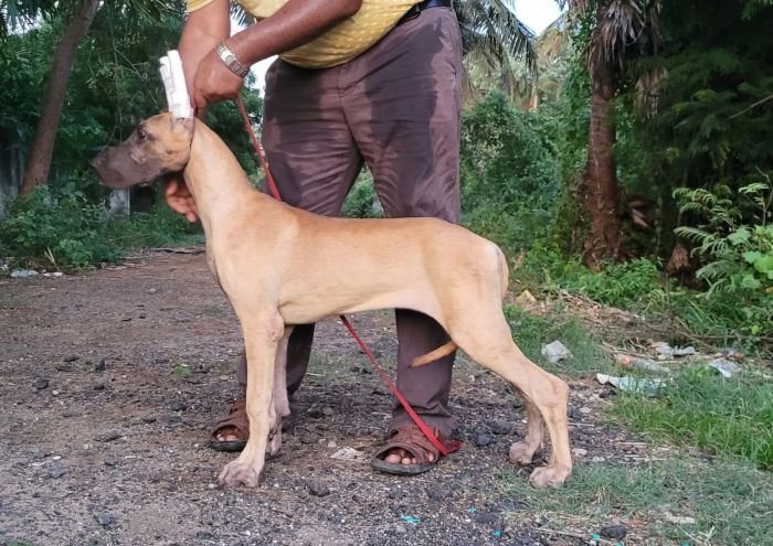 DogsIndia.com - Great Dane - Anandkumar - Ellesmera