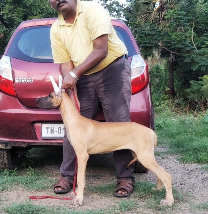 DogsIndia.com - Great Dane - Anandkumar - Ellesmera