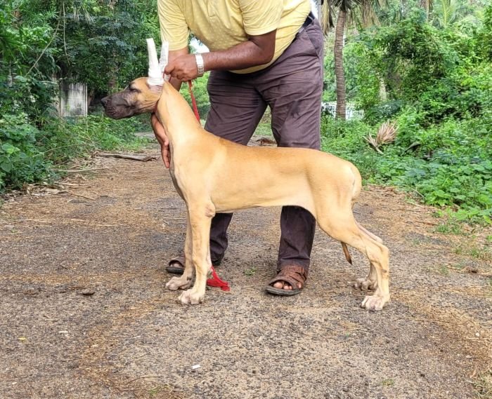 DogsIndia.com - Great Dane - Anandkumar - Ellesmera