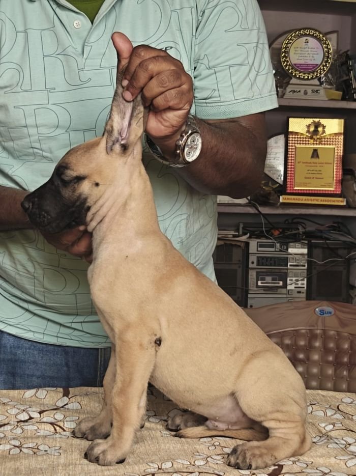 DogsIndia.com - Great Dane - Anandkumar - Ellesmera
