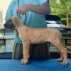 DogsIndia.com - Great Dane - Anandkumar - Ellesmera