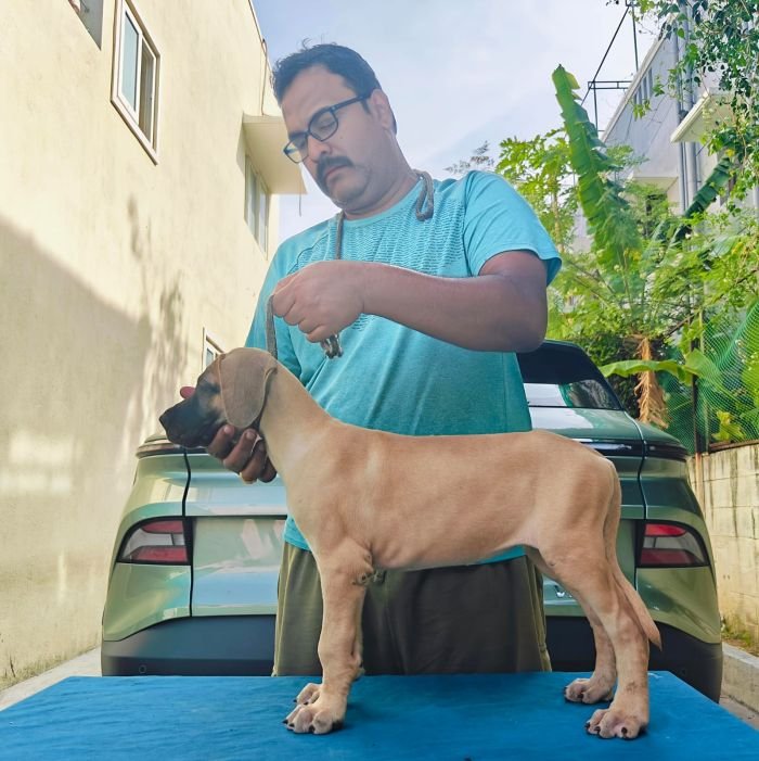 DogsIndia.com - Great Dane - Anandkumar - Ellesmera