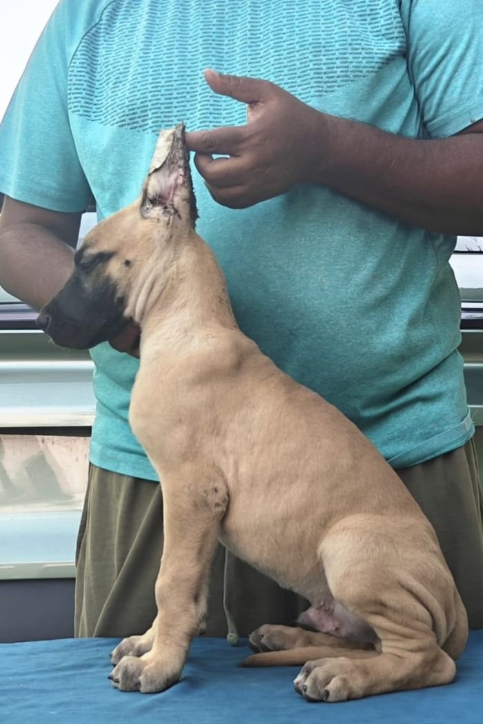 DogsIndia.com - Great Dane - Anandkumar - Ellesmera