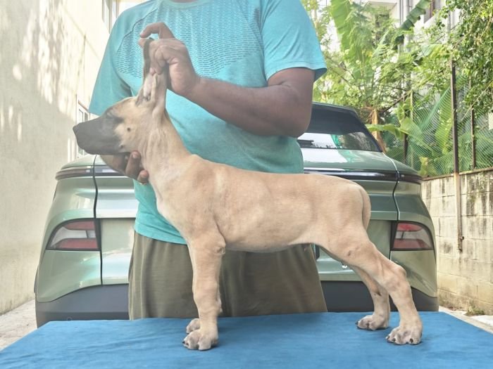 DogsIndia.com - Great Dane - Anandkumar - Ellesmera