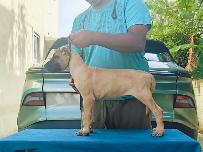 DogsIndia.com - Great Dane - Anandkumar - Ellesmera