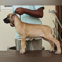 DogsIndia.com - Great Dane - Anandkumar - Ellesmera