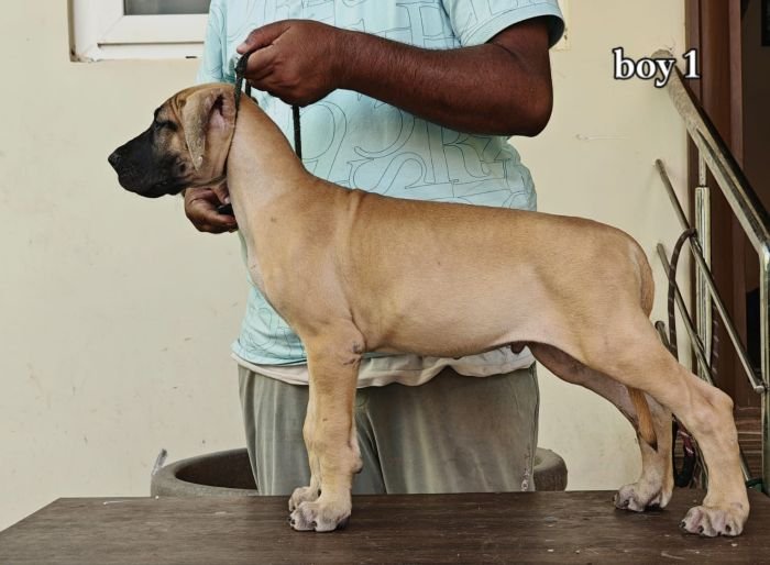 DogsIndia.com - Great Dane - Anandkumar - Ellesmera