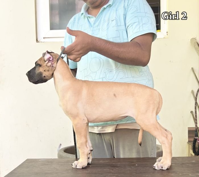 DogsIndia.com - Great Dane - Anandkumar - Ellesmera