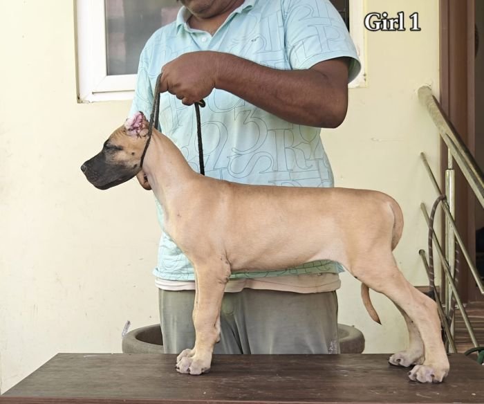 DogsIndia.com - Great Dane - Anandkumar - Ellesmera