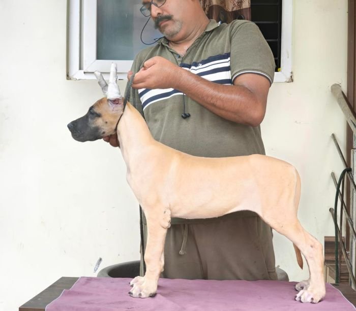 DogsIndia.com - Great Dane - Anandkumar - Ellesmera