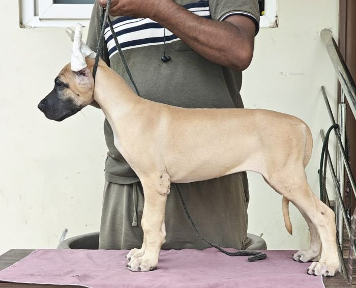 DogsIndia.com - Great Dane - Anandkumar - Ellesmera