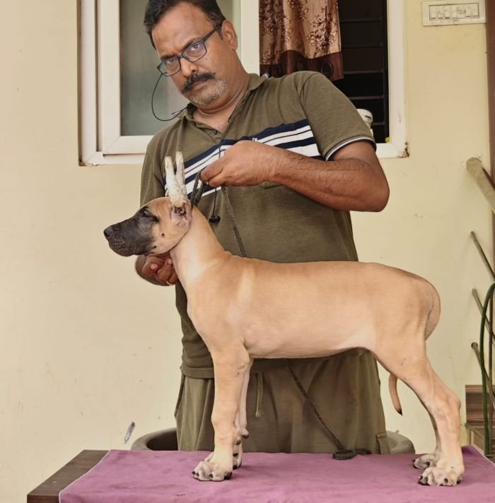 DogsIndia.com - Great Dane - Anandkumar - Ellesmera