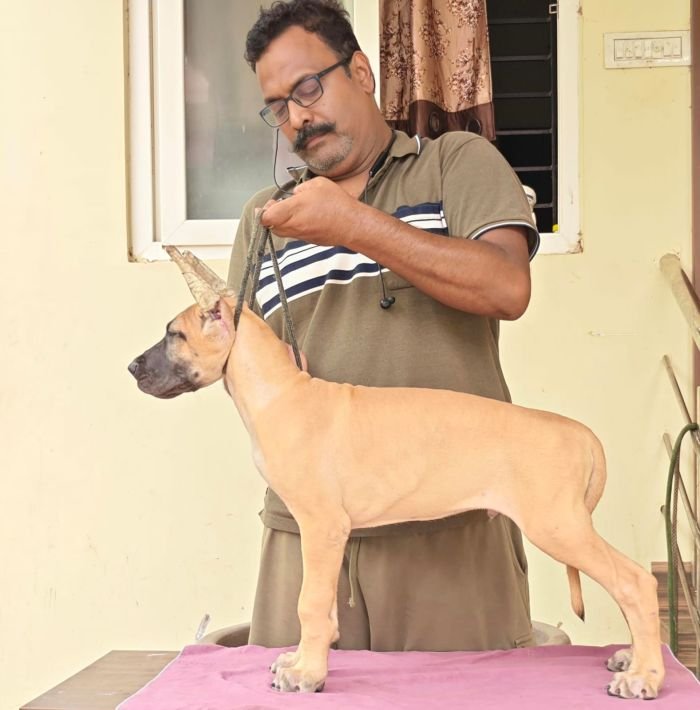 DogsIndia.com - Great Dane - Anandkumar - Ellesmera