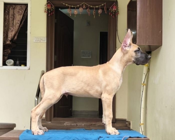 DogsIndia.com - Great Dane - Anandkumar - Ellesmera