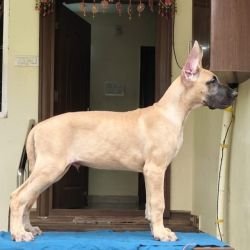 DogsIndia.com - Great Dane - Anandkumar - Ellesmera