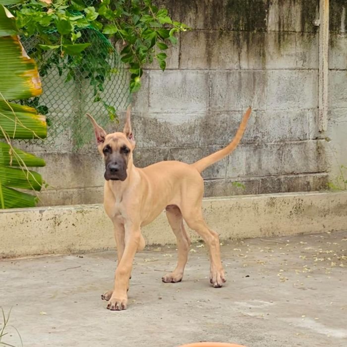 DogsIndia.com - Great Dane - Anandkumar - Ellesmera