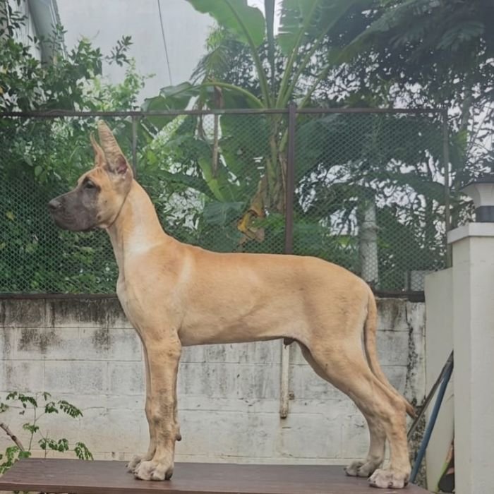 DogsIndia.com - Great Dane - Anandkumar - Ellesmera
