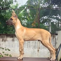 DogsIndia.com - Great Dane - Anandkumar - Ellesmera