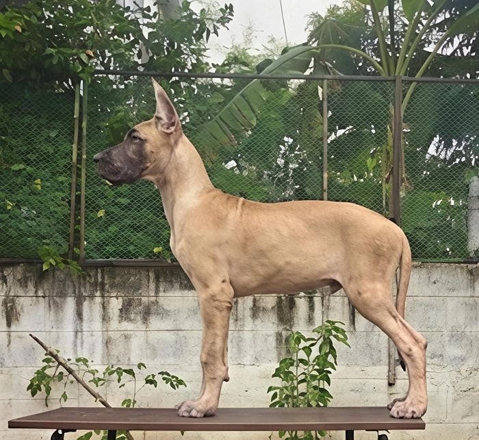 DogsIndia.com - Great Dane - Anandkumar - Ellesmera