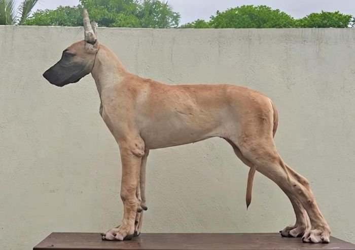 DogsIndia.com - Great Dane - Anandkumar - Ellesmera