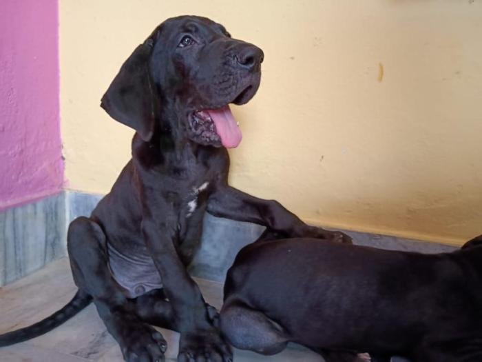DogsIndia.com - Great Dane - Dr. Asutosh