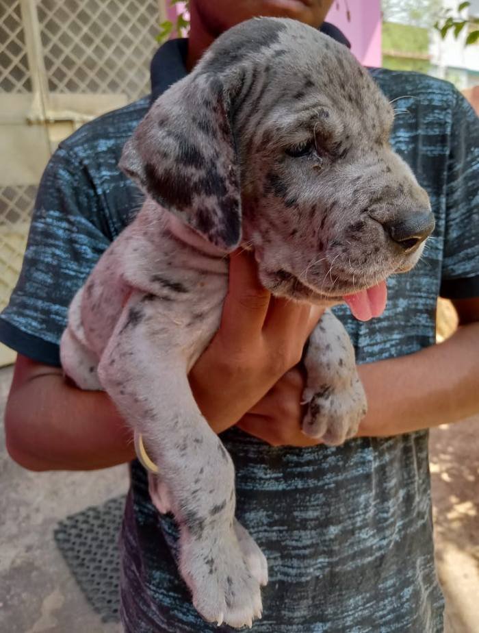 DogsIndia.com - Great Dane - Dr. Asutosh