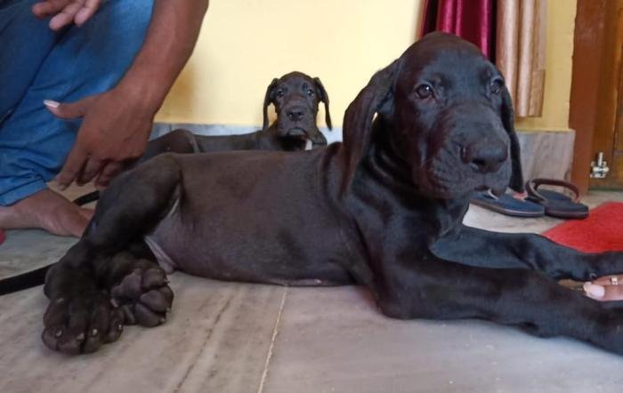 DogsIndia.com - Great Dane - Dr. Asutosh