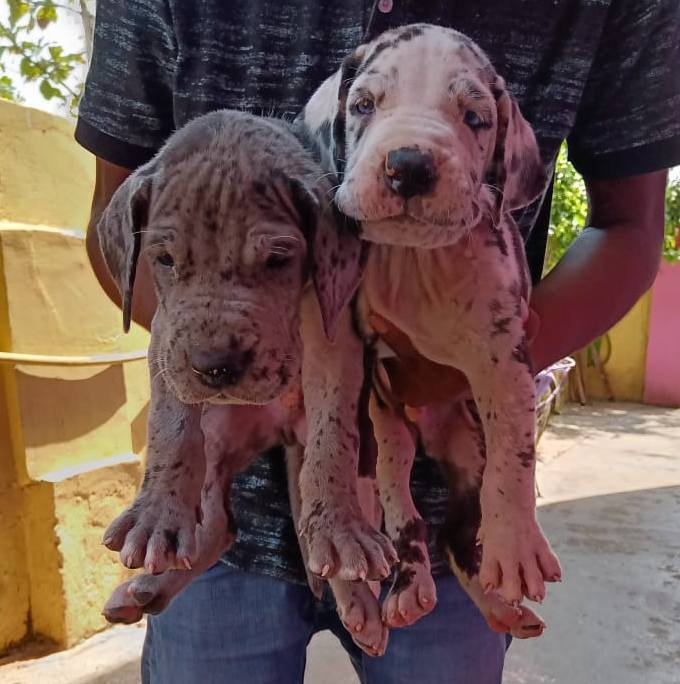 DogsIndia.com - Great Dane - Dr. Asutosh
