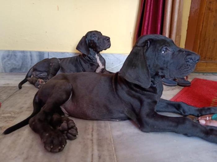 DogsIndia.com - Great Dane - Dr. Asutosh