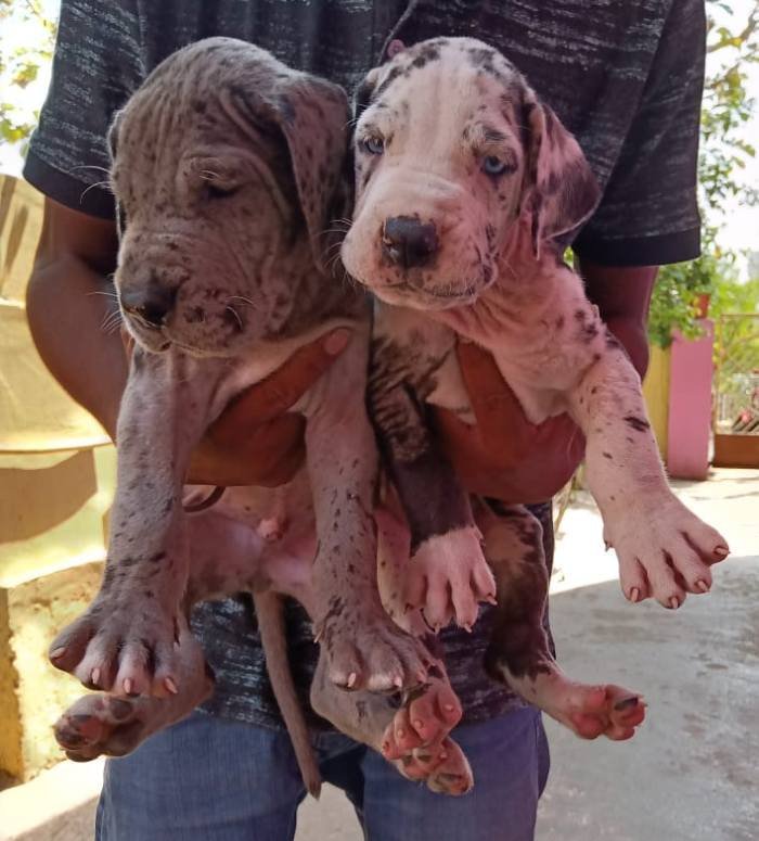 DogsIndia.com - Great Dane - Dr. Asutosh