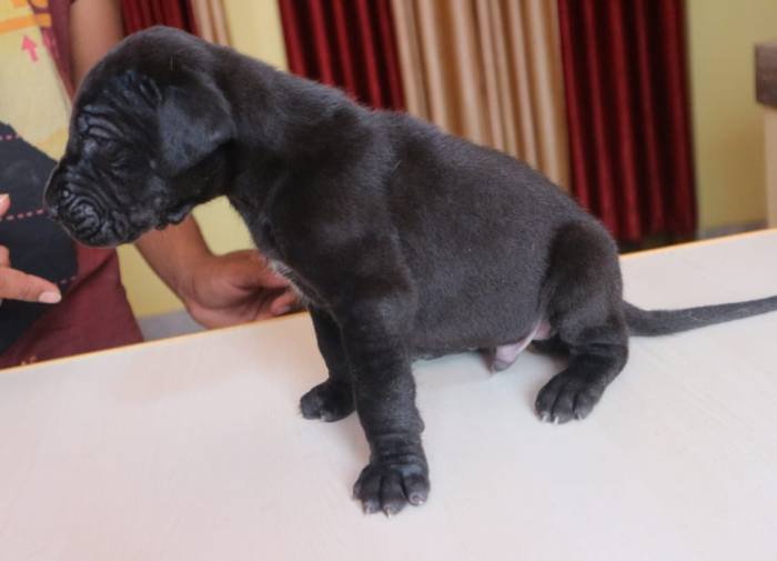 DogsIndia.com - Great Dane - Dr. Asutosh