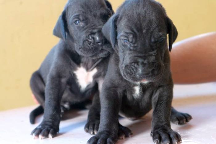DogsIndia.com - Great Dane - Dr. Asutosh