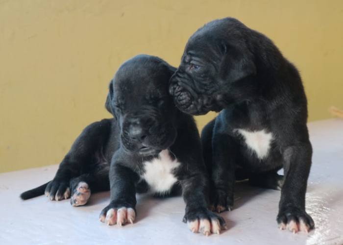 DogsIndia.com - Great Dane - Dr. Asutosh