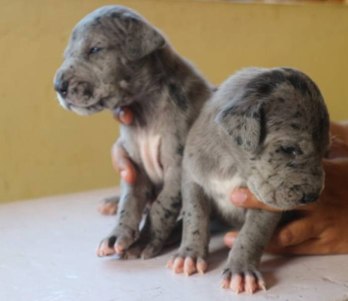DogsIndia.com - Great Dane - Dr. Asutosh