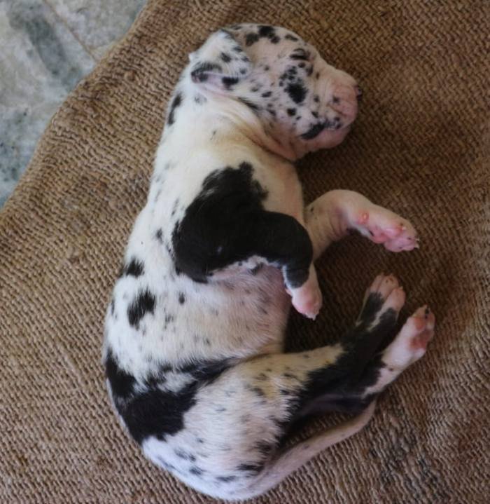 DogsIndia.com - Great Dane - Dr. Asutosh