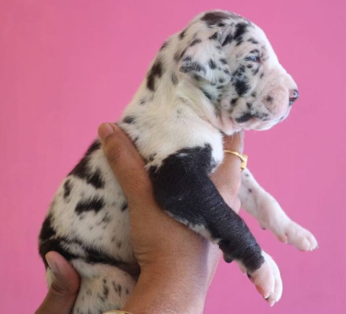 DogsIndia.com - Great Dane - Dr. Asutosh