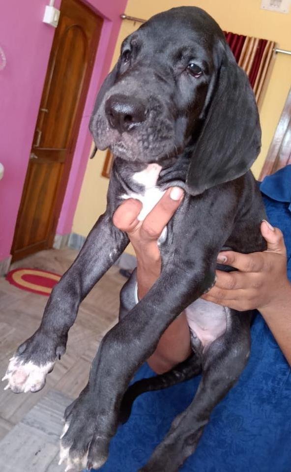 DogsIndia.com - Great Dane - Dr. Asutosh