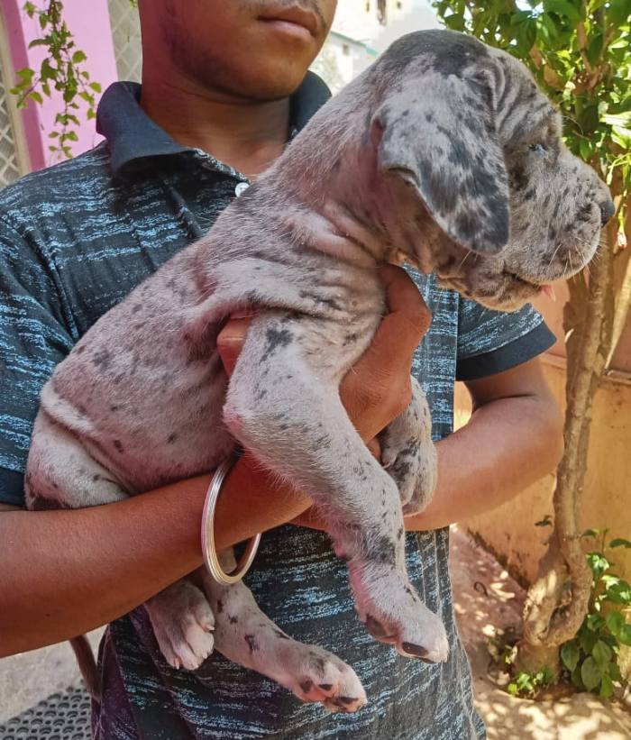 DogsIndia.com - Great Dane - Dr. Asutosh