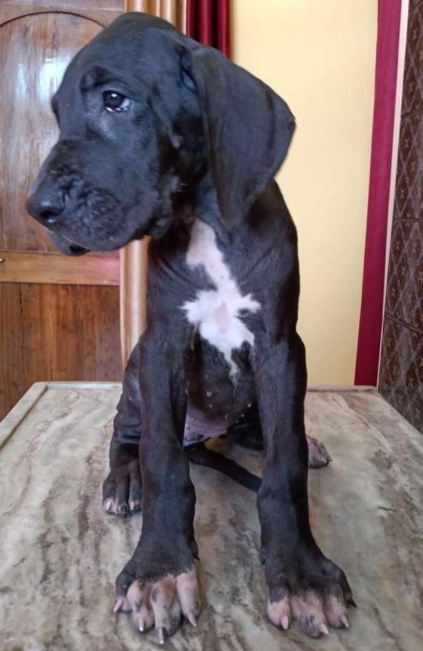 DogsIndia.com - Great Dane - Dr. Asutosh