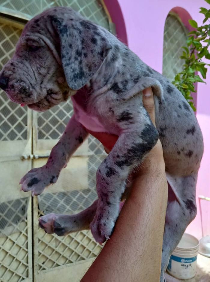 DogsIndia.com - Great Dane - Dr. Asutosh