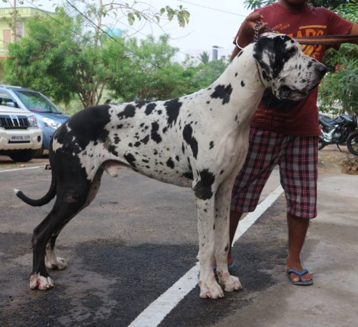 DogsIndia.com - Great Dane - Dr. Asutosh